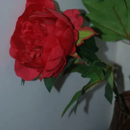 Apartman Cosy Down Town